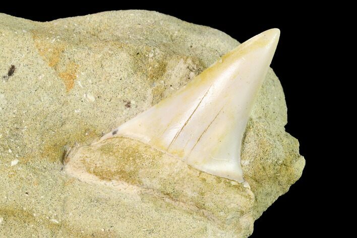 Fossil Mako Shark Tooth On Sandstone - Bakersfield, CA #144517